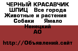 ЧЕРНЫЙ КРАСАВЧИК ШПИЦ - Все города Животные и растения » Собаки   . Ямало-Ненецкий АО